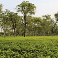Tee aus Assam von Ronnefeldt