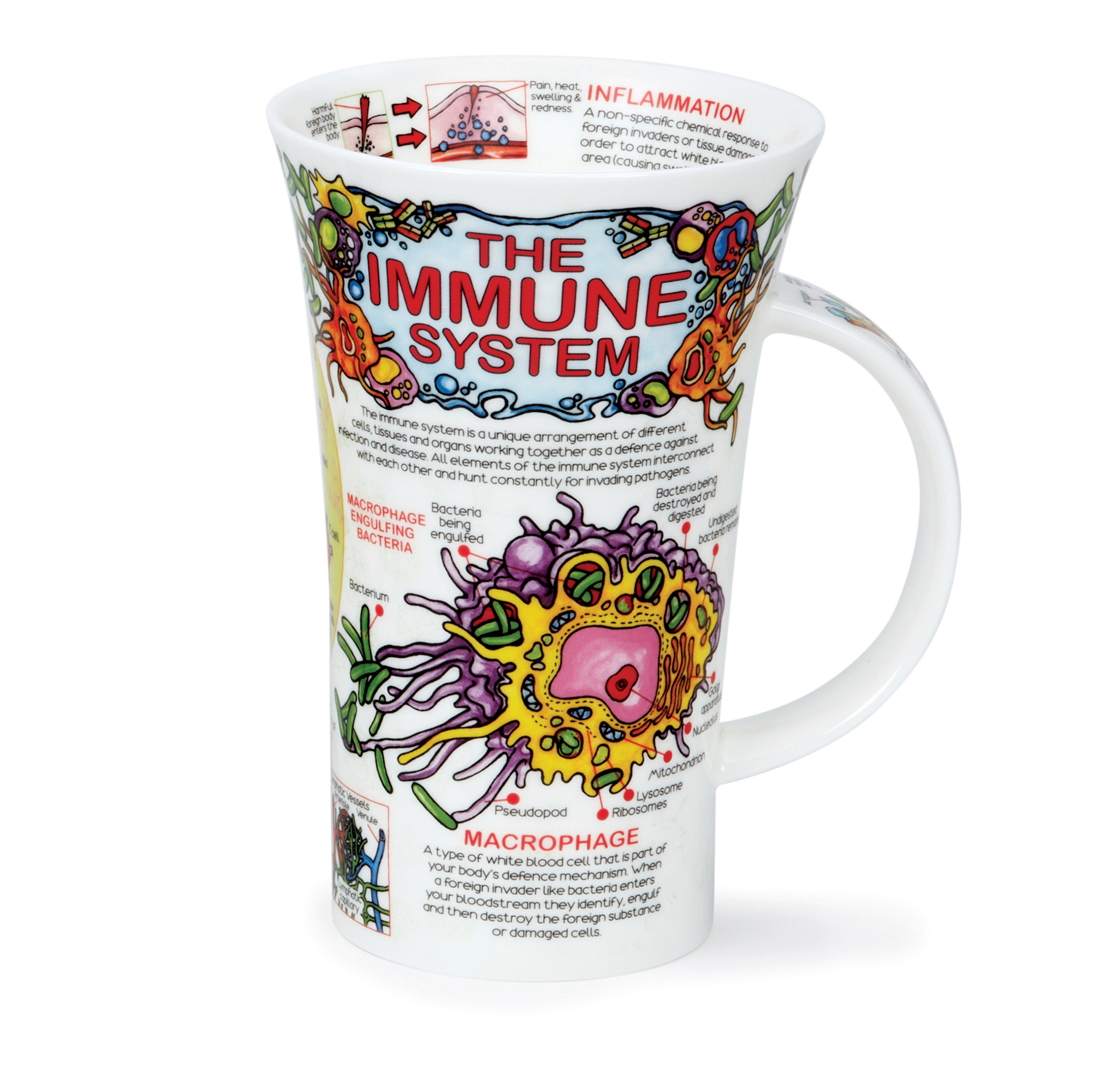 The Immune System- Glencoe 0,5l