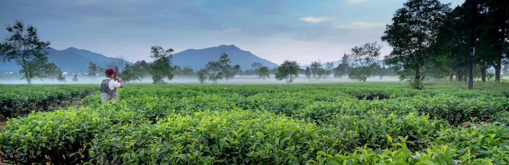 tea-plantage-2