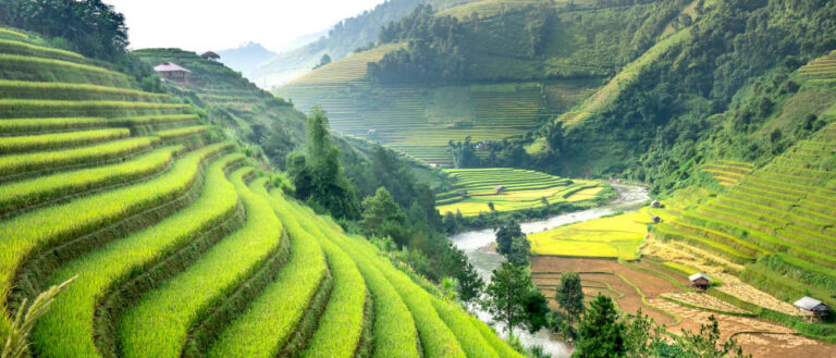 tea-plantage
